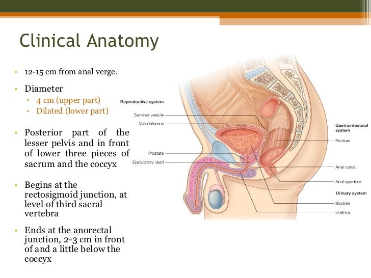 anal or rectal carcinoma symptoms Anal or rectal carcinoma symptoms